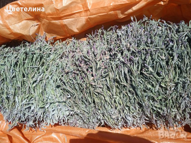 Градински чай/Salvia officinalis/, снимка 5 - Домашни продукти - 27181949