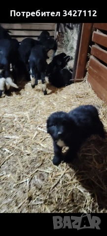 Женски каракачански , снимка 2 - Каракачанска овчарка - 53307714