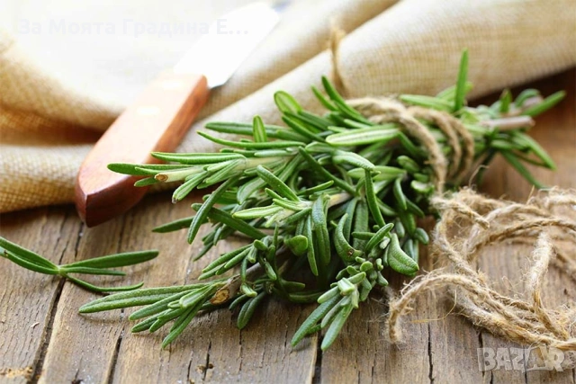 Розмарин , снимка 3 - Градински цветя и растения - 53635525