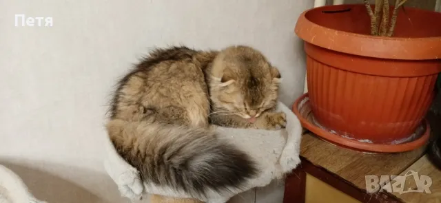 За разплод. Шотландски дългокосмест клепоух. 