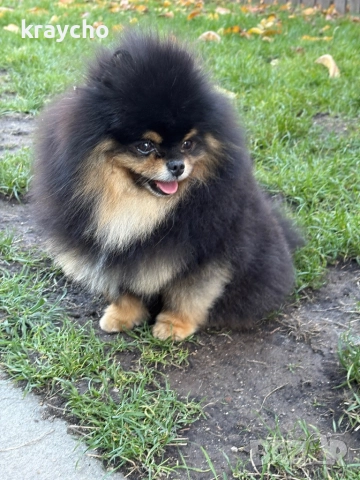 Померан мъжки