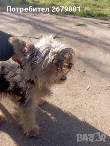 Йоркширски териер , снимка 2 - Йоркширски териер - 53409712