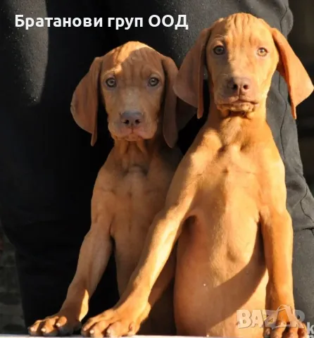 Унгарска Визла