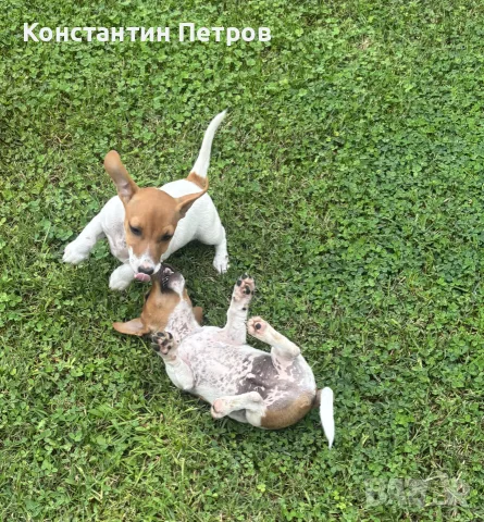 Джак Ръсел териерчета