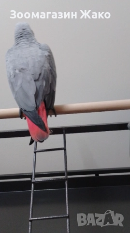 Папагал Кралско Жако, снимка 5 - Папагали - 52519882