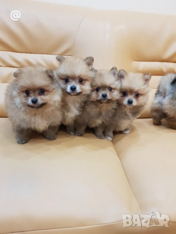 Померан померанчета Гр. София снимки от днес 05.12.2025г, снимка 10 - Померан - 52665938
