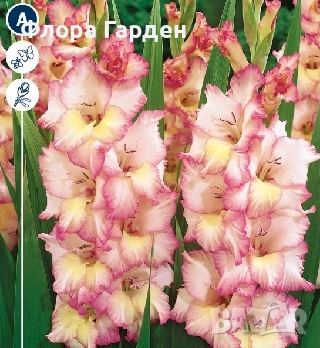 ГЛАДИОЛ Грудколуковици - ПРЕДВАРИТЕЛНИ ПОРЪЧКИ, снимка 3 - Сортови семена и луковици - 49236279