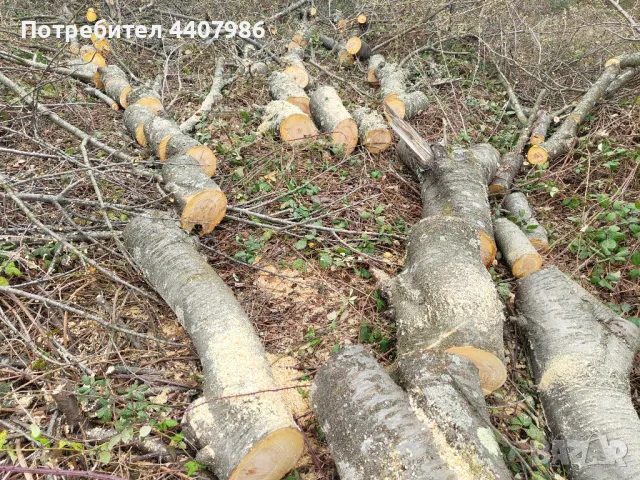поваляне, рязане и цепене на дърва, чистене на дворове, снимка 3 - Други почистващи услуги - 49645298
