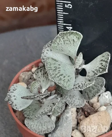 Каланхое ромбопилоза (Kalanchoe rhombopilosa), сукулентно растение