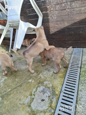 Белгийски овчарка Малиноа, снимка 10 - Белгийска овчарка - 53034429