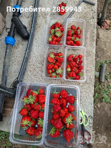 Пресни,вкусни ягоди