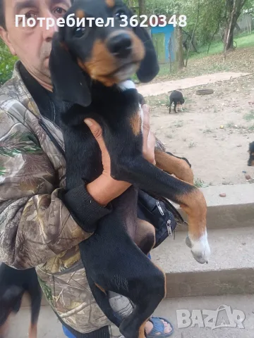 Ловни кучета гончета