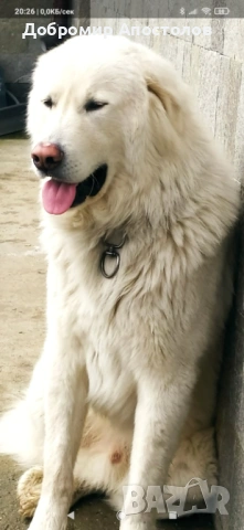 Българско овчарско куче - каракачанка, снимка 2 - Каракачанска овчарка - 53763685