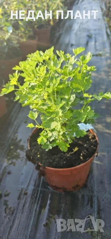 Цариградско грозде, снимка 2 - Градински цветя и растения - 51186646