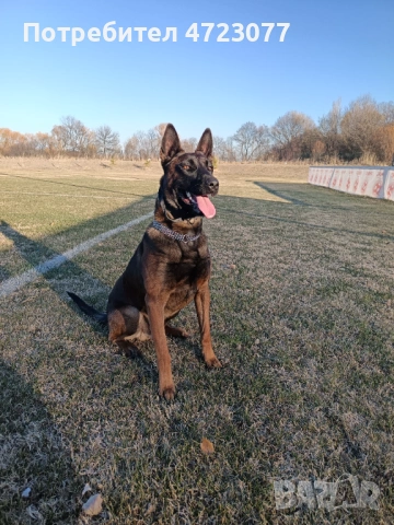 Белгийска овчарка малиноа. Чистокръвни. , снимка 2 - Белгийска овчарка - 53275554