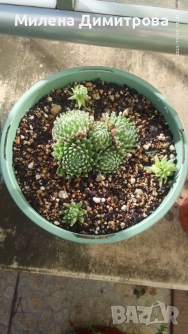 Семпервивум - дебелец различни сортове , снимка 13 - Градински цветя и растения - 52001936