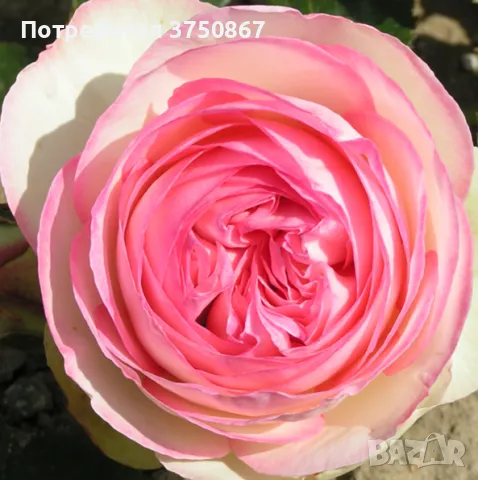🌹 РОЗА 🌹 EDEN ROSE® Meiviolin/ GPT. EDEN ROSE Pierre De Ronsard ® 🌹, снимка 9 - Градински цветя и растения - 49621255