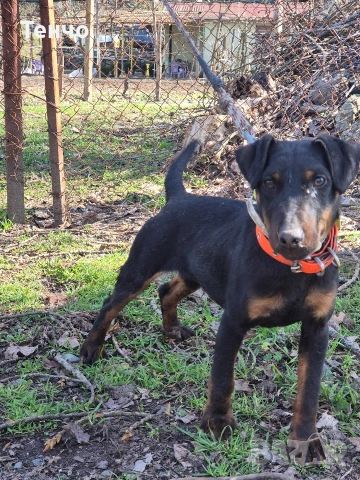 Мъжки ягдтериер, снимка 2 - Ягдтериер - 53781200