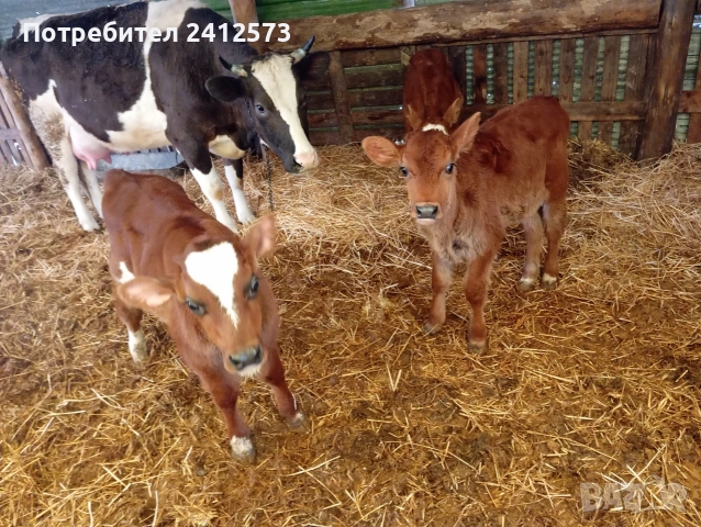 Продавам крави на първо,второ и трето теле,договаряне, снимка 10 - Крави - 53754897