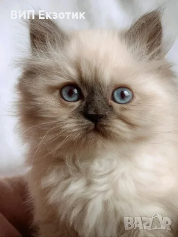 ПРОДАВА ХИМАЛАЙСКА КОТКА