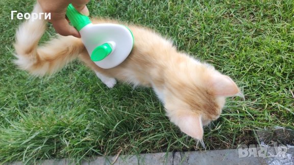 Самопочистваща се четка за Кучета и Котки, снимка 11 - За котки - 41632552