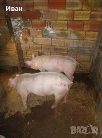 малки прасенца, снимка 2 - Прасета - 50174072