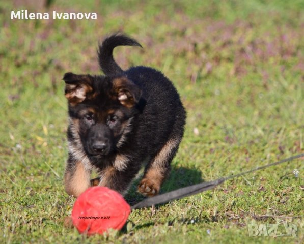 Малки немски овчарки от развъдник , снимка 7 - Немска овчарка - 53678555