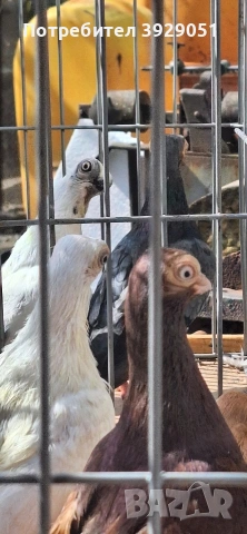 Продавам Будапещенски, снимка 4 - Гълъби - 53753986