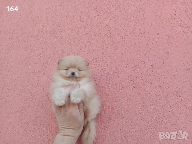 Мъжки Померан. Реални снимки!, снимка 4 - Померан - 52665520