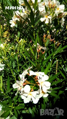 продавам  зокум, снимка 3 - Градински цветя и растения - 51705590