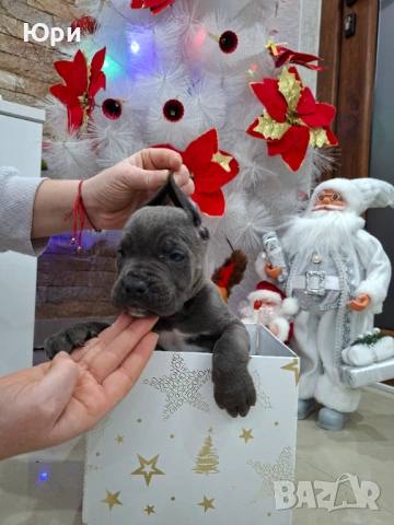 Кане корсо свободно момиче , снимка 8 - Кане корсо - 53083867