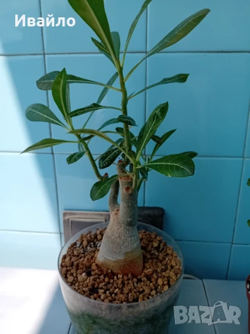 Адениум - Пустинна роза, снимка 4 - Стайни растения - 33928441