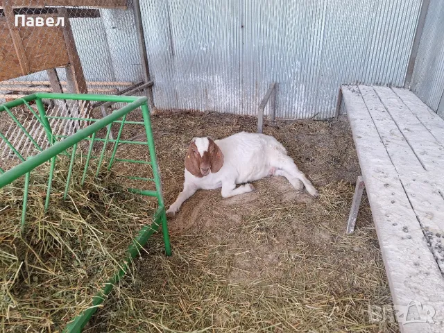 Кози Боер, снимка 1