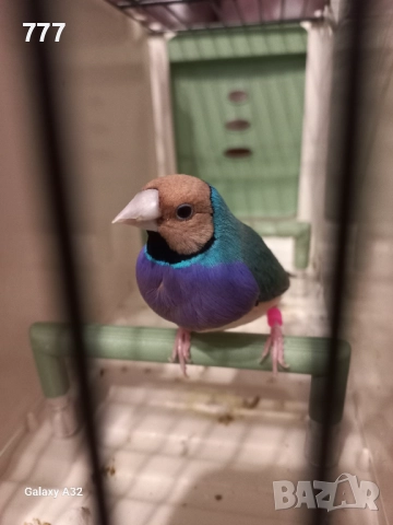 Гулдови амадини