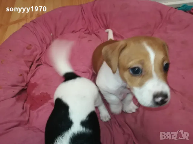 АЗ СЪМ СЛАДКО БЕБЕ ДЖАК,ТЪРСЯ НОВИЯ СИ ДОМ 0102251734, снимка 7 - Джак ръсел териер - 48920630