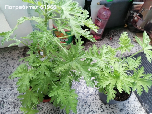 Холандско и българско индришета! , снимка 9 - Градински цветя и растения - 30564840