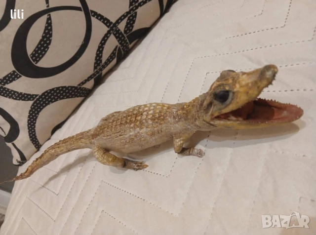 препарирано крокодилче 40 см , снимка 2 - Декорация за дома - 53127013