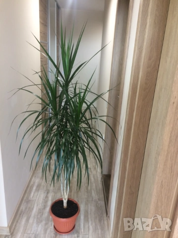 Хлорофитум, Драцена, снимка 4 - Стайни растения - 50946463