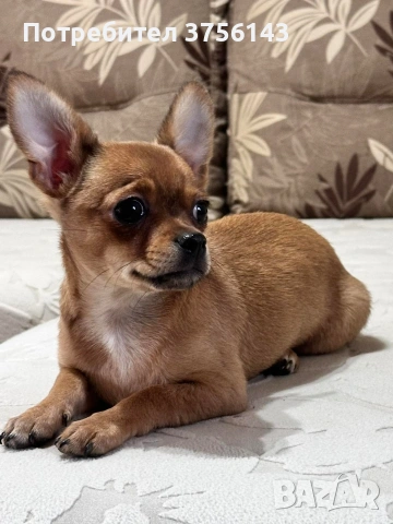 Топ Мъжко Чихуахуа Шоколадово, снимка 5 - Чихуахуа - 53638449