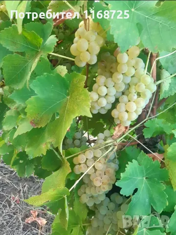 Мускат отонел грозде, снимка 2 - Сортови семена и луковици - 56077889