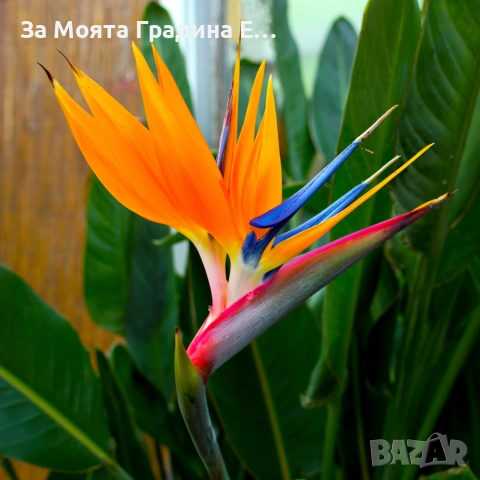 Стрелиция - Кралска , снимка 5 - Градински цветя и растения - 53633337