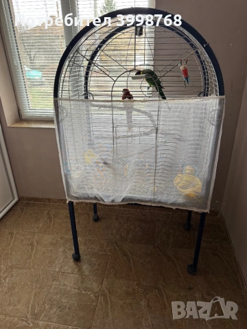 Розела, снимка 3 - Папагали - 53024459