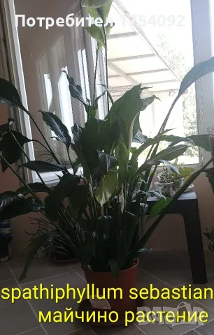 Spathiphyllum Sebastian 