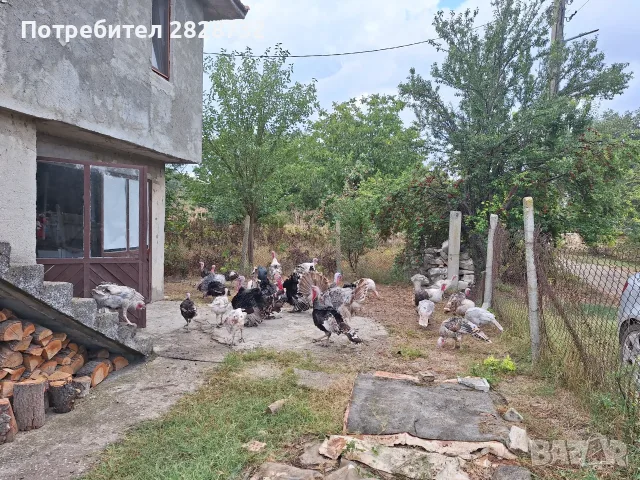 Продавам домашни пуяци  пуйки , снимка 4 - Кокошки и пуйки - 52752225