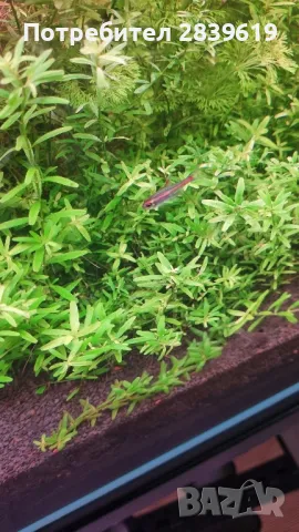 Аквариумни растения , снимка 12 - Други - 48767245