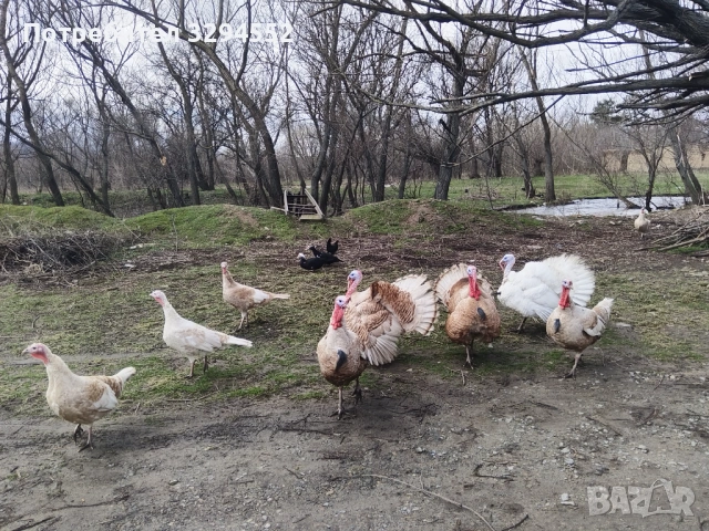 Пуйки и Пуяци , снимка 6 - Кокошки и пуйки - 53632545