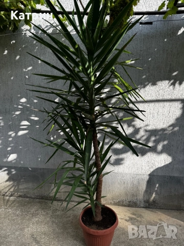 Палма Юка, снимка 2 - Градински цветя и растения - 51643171