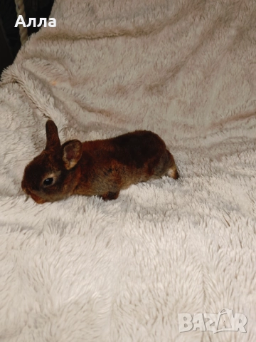 Голландско джуджета и Рекс, декоративно зайчета. , снимка 11 - Декоративни зайчета - 52861714