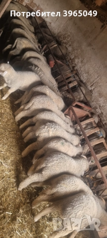 Агнета мъжки , снимка 4 - Други животни - 52484008