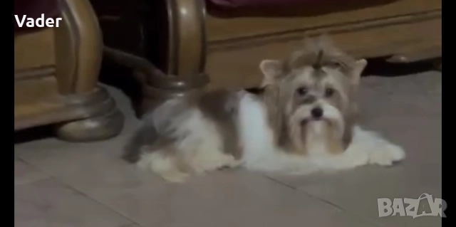 Бивер териери, снимка 8 - Други - 51737972